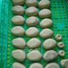 galets bel'olive démoulés à sécher