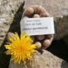 fort de kafé au jardin