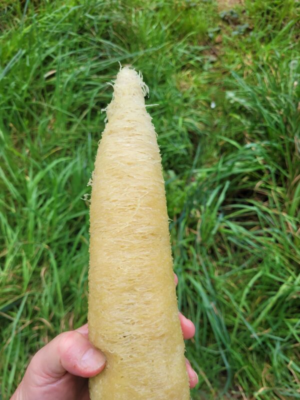 loofha entier