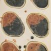 Grain de sels – Image 2