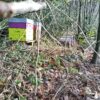 ruches de nathalie pour fabriquer le savon