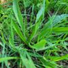 plantain